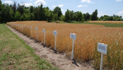 Через брак коштів на науку, українська селекція стрімко втрачає попит навіть в очах українського виробника, не кажучи вже про вимогливих іноземців