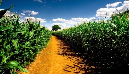 Произойдет небольшое и стабильное увеличение производства зерновых (в основном, кукурузы и пшеницы), увеличение производства подсолнечника и сои