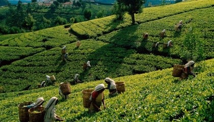 Чайная промышленность Шри-Ланки переживает рост издержек, вызванный необходимостью ручного удаления сорняков. Такая необходимость возникла после запрета на импорт химического глифосата 
