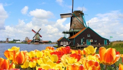 Нидерланды являются мировым лидером по выращиванию и экспорту цветов