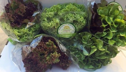 ООО "Галиция Гринер" в Украине с 2012 году занимается выращиванием салатной зелени в теплицах методом сухой гидропоники