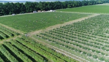 Село Снітків Вінницької області за останні 2-3 роки перетворилося на потужний осередок ягідного та фруктового виробництва та переробки, створивши понад 200 робочих місць