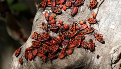Заводы будут культивировать черного солдата - вид насекомых, который согласно научным данным, один из лучших источников протеина в мире насекомых