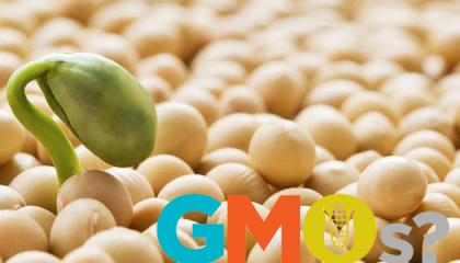 Попри заборону, в Україні активно вирощуються ГМО-культури. Абсолютно ніякого контролю за вирощуванням ГМО-сої не здійснюється, хоча одержана за такою технологією продукція, згідно із законом, підлягає повному знищенню