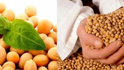Компания «Агропродсервис» выращивает и предлагает сельхозпроизводителям исключительно сорта сои без ГМО