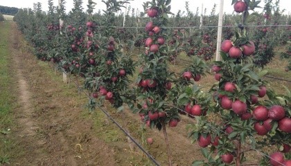 У Польщі цього року буде зібрано всього від 2,3 до 2,6 млн т яблук або на мільйон тонн менше, ніж у 2016 році