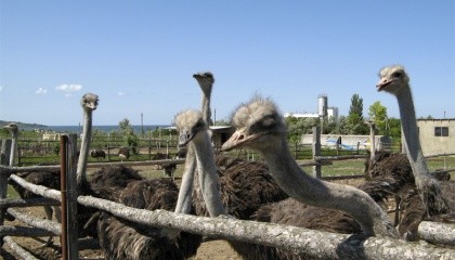 В страусе можно использовать все: мясо, яйца, кожу, перья и даже когти. Не стоит забывать и о туристах, которые, помимо оплаты за вход в «зоопарк», покупают сувениры, отведают блюд из страусятины и посмотрят страусиные бега
