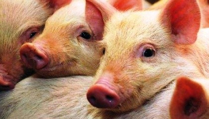 На початок 2017 року в Україні нарахували 6,69 млн свиней. За даними Держстату, це на 390 тис. менше, ніж значилося рік тому