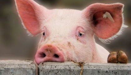 Беларусь временно ограничила поставку свинины из Луганской и Закарпатской областей Украины из-за возникновения там очага африканской чумы свиней (АЧС)