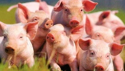 Зараз НKSG Agro уже експортує свиней до Грузії, де має довгострокові плани з чотирма партнерами