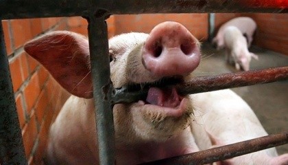 Фермерский свиной комплекс агрохолдинга "Агрейн", который расположен в Одесской области возле села Октябрьское, скрыл заражение животных АЧС на своем предприятии, которое насчитывает более 15 тыс. свиней