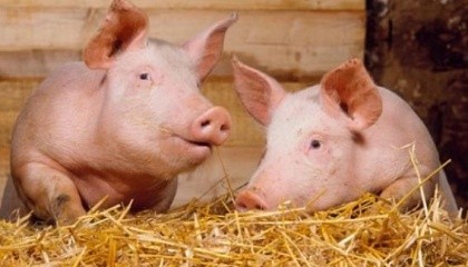 Була введена повна заборона на імпорт: живих тварин, сприйнятливих до вірусу африканської чуми свиней (домашні і дикі свині); м'яса, м'ясопродуктів та інших продуктів; кормів, комбікормів і преміксів, призначених для годування свиней