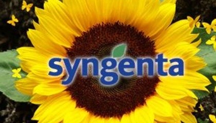 Syngenta стала ініціатором і організатором створення «Високоолеїнового клубу» в Україні, аби об’єднати всіх учасників створення соняшникової олії з високим умістом олеїнової кислоти