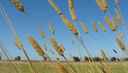 Для опытов были выбраны распространенная в Австралии трава из семейства злаков Phalaris aquatica и растительноядные сверчки, для которых данное растение является привычной пищей