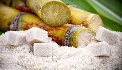 Бразилія схвалила генетично модифіковану цукрову тростина для комерційного використання