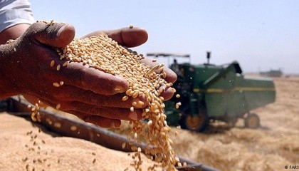 Через посушливе літо, урожай зернової групи в поточному році буде меншим ніж в 2016, як мінімум на 10%, що призведе до зниження експорту і можливо до зростання цін на зерно