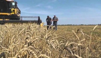 По состоянию на 28 августа в Украине обмолочено 9653 тыс. га ранних зерновых и зернобобовых культур (100%) 
