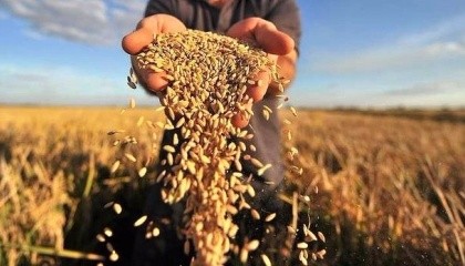 У країнах Європейського Союзу очікують незначне зниження середнього показника урожайності зернових та олійних культур
