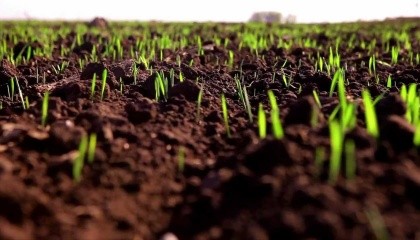 На фоне повышенного температурного режима на территории Украины в конце февраля – начале марта, началось восстановление вегетации озимых культур, что на 15-18 дней раньше обычных сроков