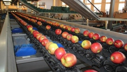 Фруктові сади розташовані майже на 600 га землі. Крім яблук, у садах вирощують груші, сливу, черешню. В цьому році зібрали урожай фундука