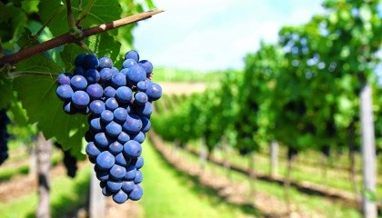 Очікується, що виробництво винограду у країнах ЄС в цілому скоротиться на 61 тис. т, до 1,7 млн т. При цьому спостерігаються тенденції загального зменшення площ насаджень виноградників
