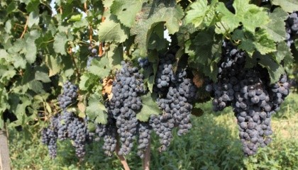 Ученые установили, что пригодных для выращивания винограда земель край за Карпатами имеет около 2% общего объема сельскохозяйственных угодий, или 8 тыс. га