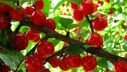 Уже протягом декількох сезонів Україна стабільно тримається серед лідерів виробництва вишні у світі і має найбільші у Європі темпи закладання вишневих садів