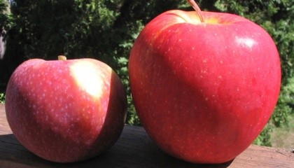 Adam's Apples Envy (Scilate) * (велике, праворуч)