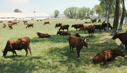 Во всех категориях хозяйств численность поголовья крупного рогатого скота насчитывает 108,1 тыс. голов или 103% к прошлому году. Надой молока на одну корову в сельхозпредприятиях вырос на 609 кг и составляет 4718 кг или 115% к уровню прошлого года
