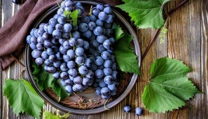 Для Украины мировой рынок винограда представляет значительный интерес. Например, страны ЕС только на 75% покрывают внутренние потребности его потребления за счет собственного производства