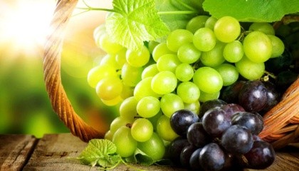 Если в 1990 году в Украине собирали 835,7 тыс. т ягод, то в 2016-м - только 377,8 тыс. т. Производство виноградного вина уменьшилось в 5,6 раза до 1,2 млн гектолитров, потребление этого продукта на душу населения - почти на 70%