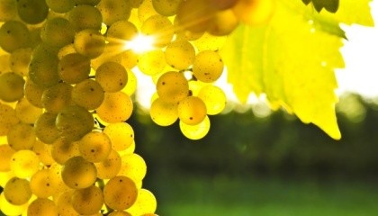 Милдью и оидиум - самые распространенные болезни винограда. Но от них можно защититься