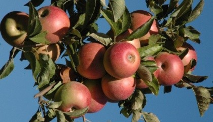 У садівництві заробляти зручно або на дуже ранніх сортах яблук або на зимових