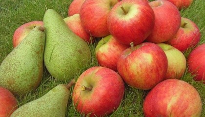 Доходность с 1 га яблони составляет около 500 тыс. грн, из груши - от 1 млн грн