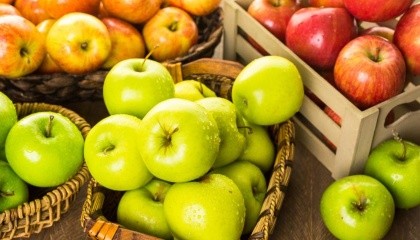 Украина в текущем сезоне продолжает сокращать экспорт и импорт яблок