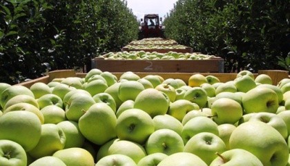 Яблука Голден, які є одними з найдорожчих в Україні серед інших популярних сортів, подорожчали майже в 1,5 рази