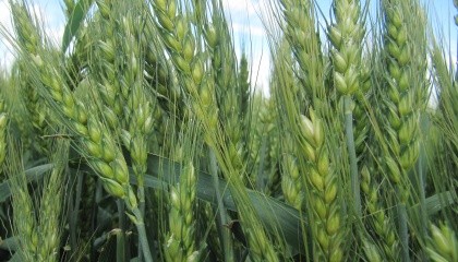 Из-за неблагоприятных погодных условий урожай пшеницы и ячменя может быть меньше ориентировочно на 20% прошлогоднего