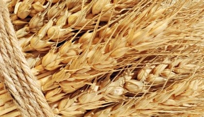 Агрохолдинг «Мрія» має свої якісне насіння ячменю, тому в цьому році компанія прийняла рішення замінити ним яру пшеницю, насіння якої необхідно закуповувати
