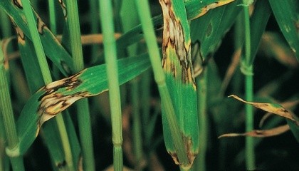 В Полесье 1-3% растений озимого ячменя поражены ринхоспориозом