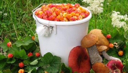 Громадяни Білорусі можуть вільно перебувати в лісі і збирати гриби та ягоди. А ось юридичній особі потрібно написати заяву і отримати лісовий квиток на збір
