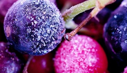 Швидкість охолодження прямо пропорційно впливає на тривалість життя ягоди. Якщо, наприклад, суницю садову охолодити до +4˚С протягом 6 годин, то вона буде свіжою 10 днів, а якщо протягом 3 годин - 14 днів