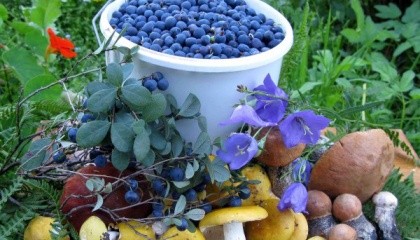 На границе с Беларусью начался сезонный пропуск для сбора ягод и грибов