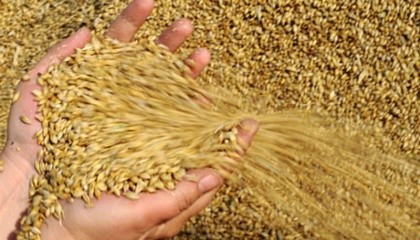 ПАТ «Аграрний фонд» почав форвардну програму закупівлі зерна врожаю 2018 року на майданчику Аграрної біржі