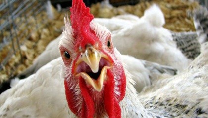 Білорусь з 5 січня 2017 року тимчасово обмежила ввезення м'яса птиці з Чернівецької області України в зв'язку з виявленням в даному регіоні випадки захворювання птиці на високопатогенний грип