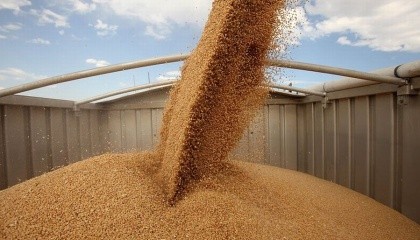 пшеница на элеваторе