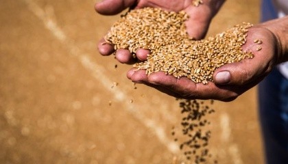 Прогноз врожаю кукурудзи уточнено до середнього рівня діапазону попередньої оцінки – 62 млн т