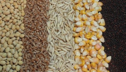 Объемы производства зерновых и зернобобовых культур в 2017 году составят 62,2 млн т, что на 5,9% меньше, чем в прошлом году