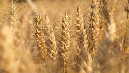 Украина является так называемой "хлебной корзиной Европы", одной из основных сельскохозяйственных стран