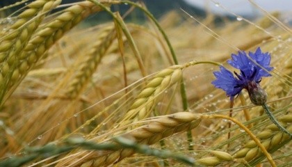 Согласно данным Белстата за январь-сентябрь 2016 г. Украина занимает 65,6% всего экспорта ржи Белоруссией, при том, что в прошлом году поставок в Украину вообще не осуществлялось
