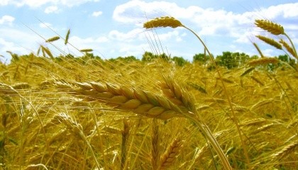 В умовах поновлення рекордів по обсягам зборів зернових в Україні виробництво жита демонструє стабільно негативну динаміку